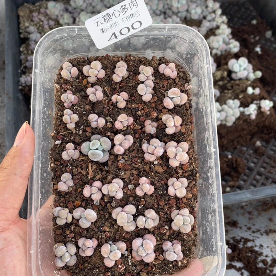 云糖心多肉植物400