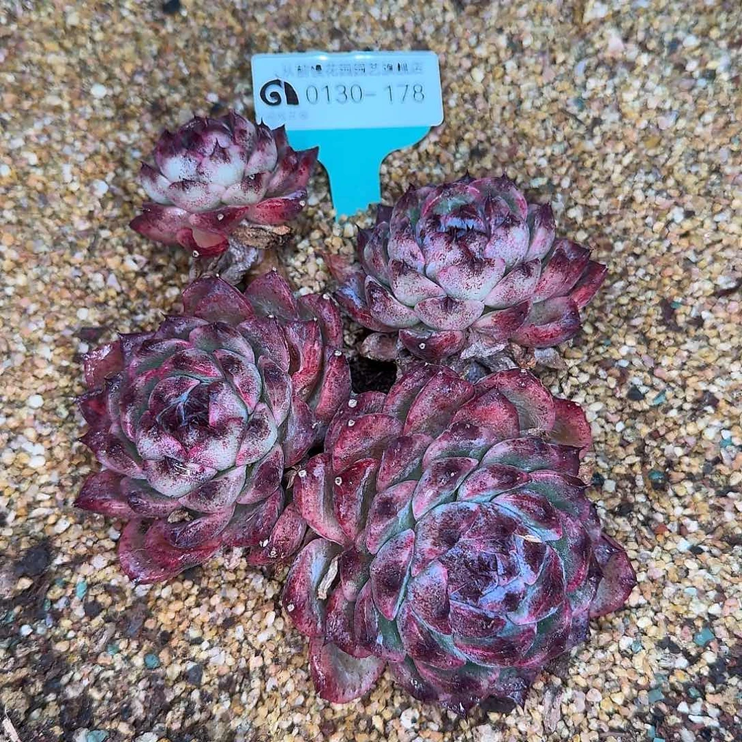 从前慢花园多肉0130-178