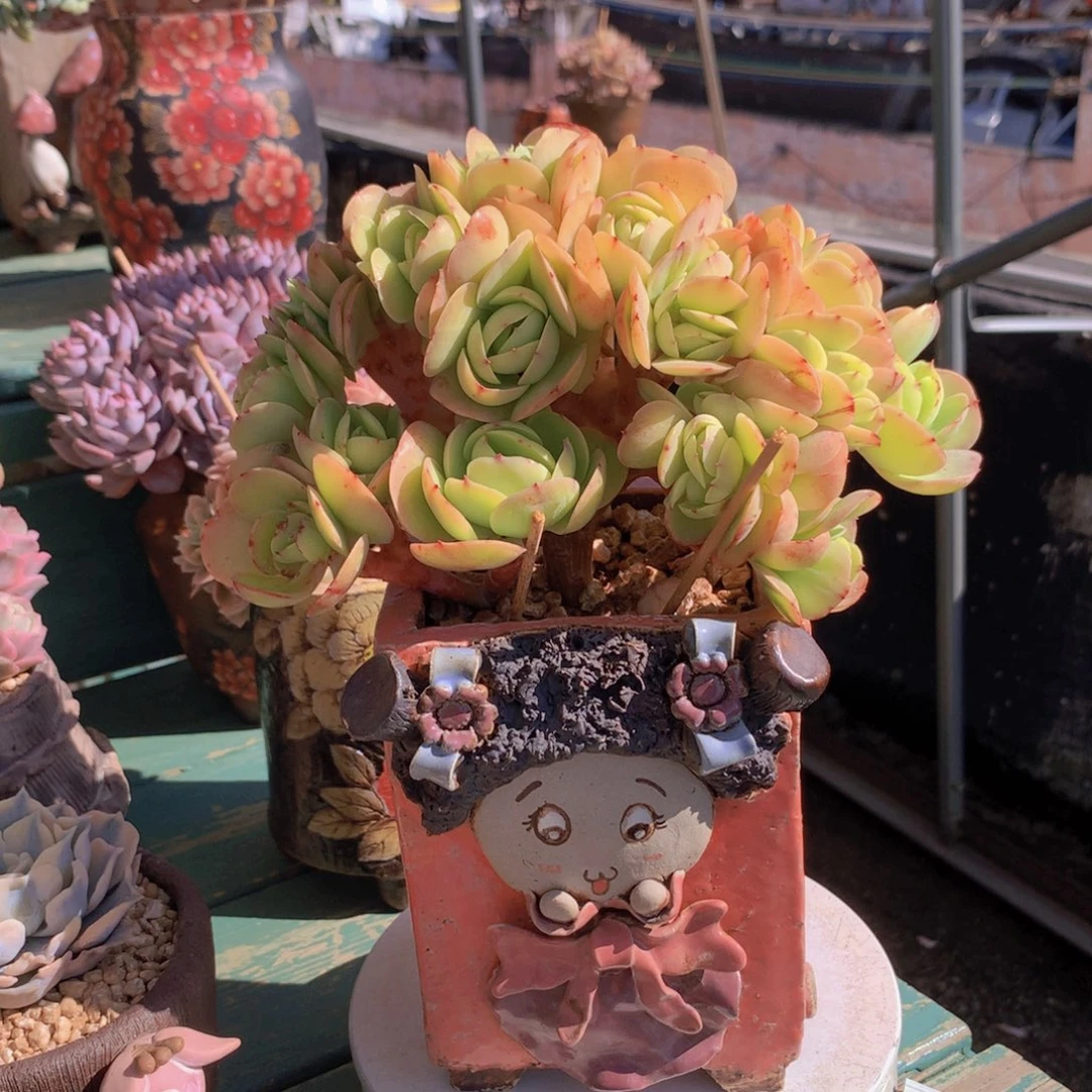 碧桃朵朵缀自然无砍