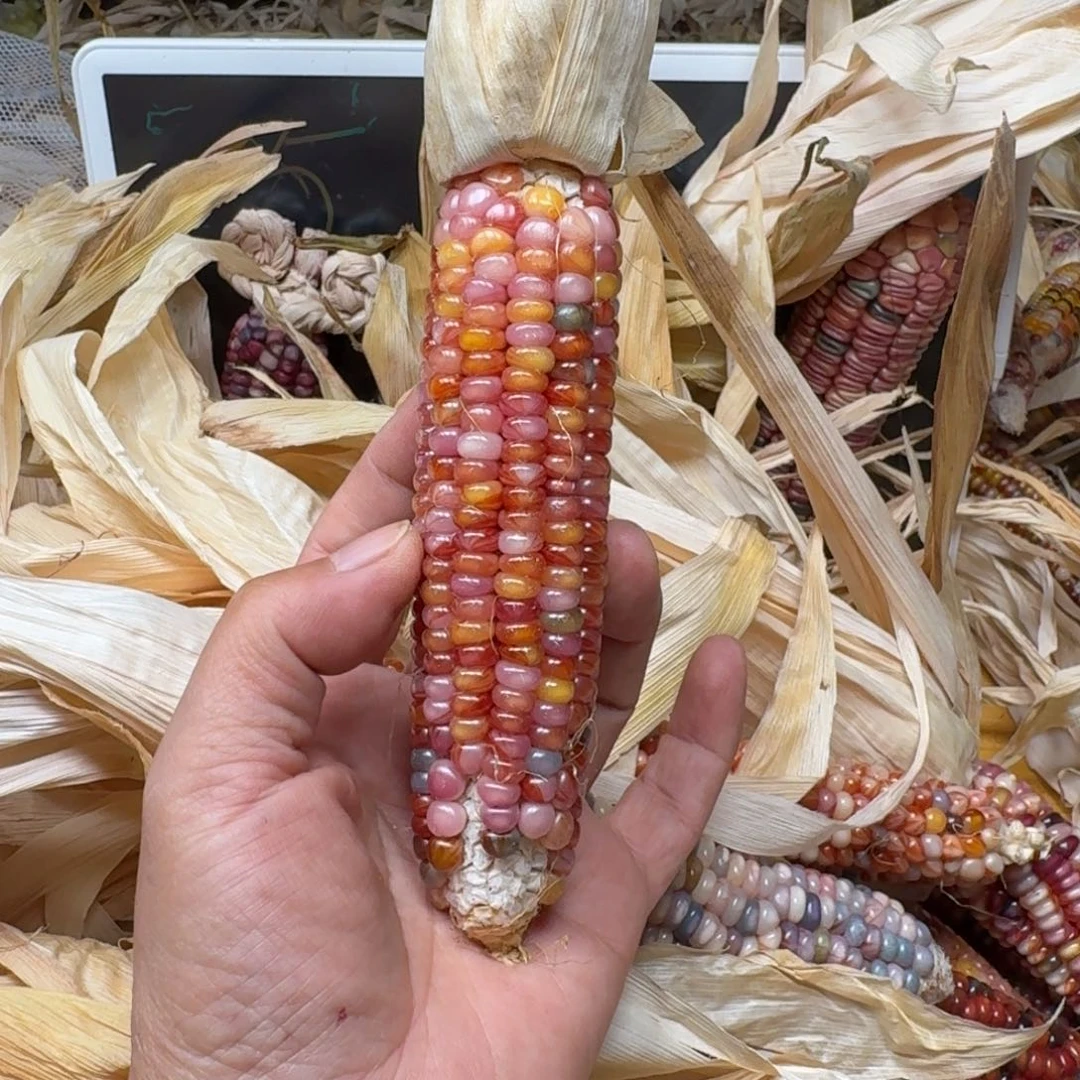 ****️柏香籽/百香籽吊坠