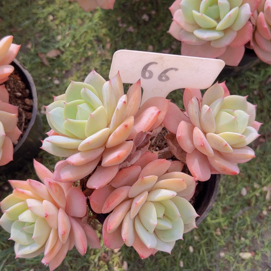 香玉的故事是一个人的