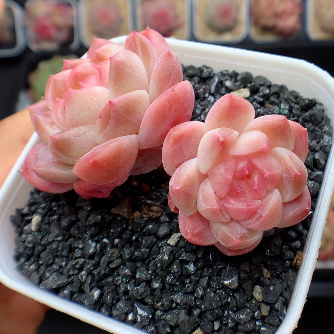 多肉植物。 冰魄29