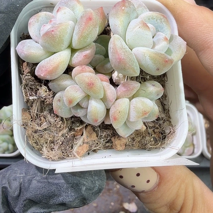 180 号到手1框江北多肉
