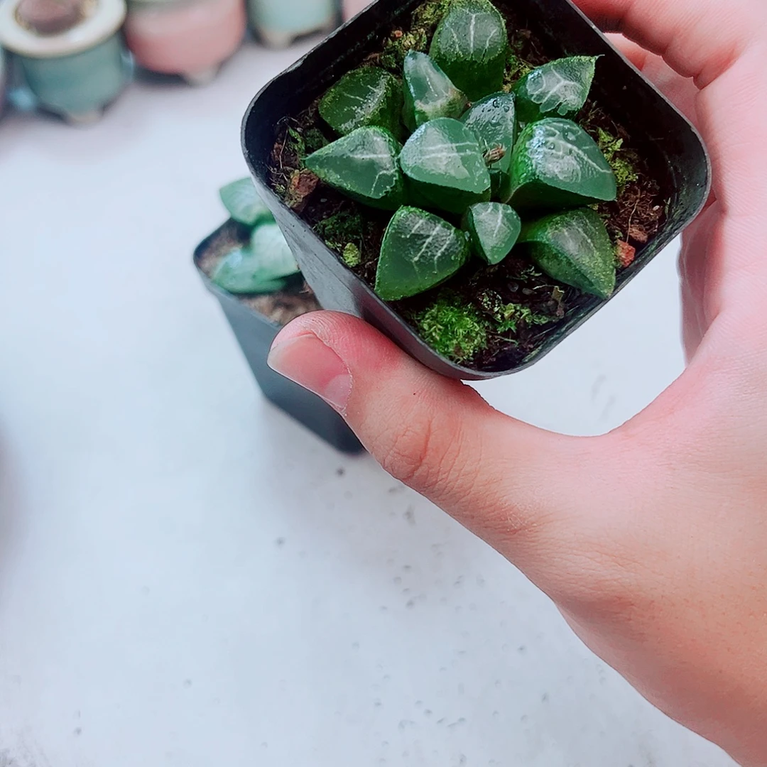 月影兽玉露多肉植物