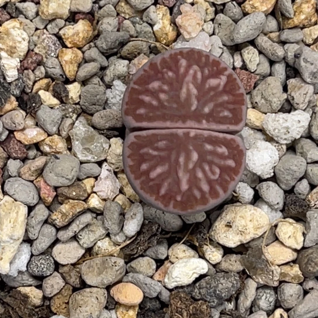 5567莲花浮雕纹菊尺寸1.6