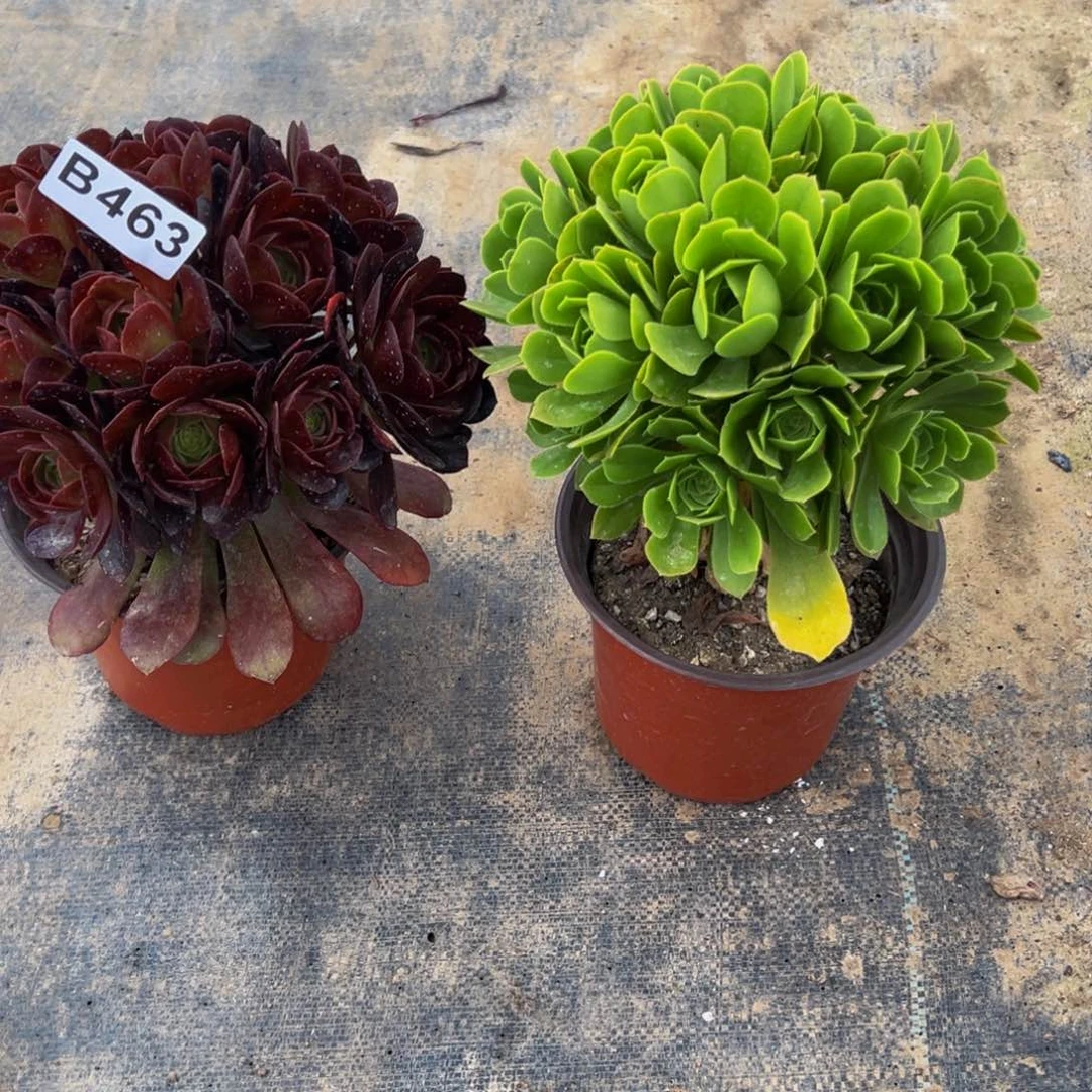 夕*红法师多肉组合463