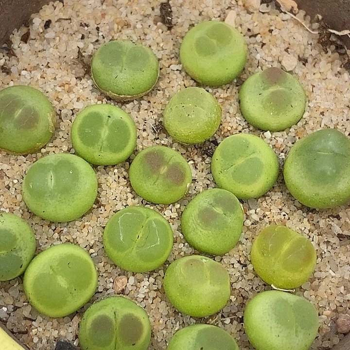 24562拉登样本一颗