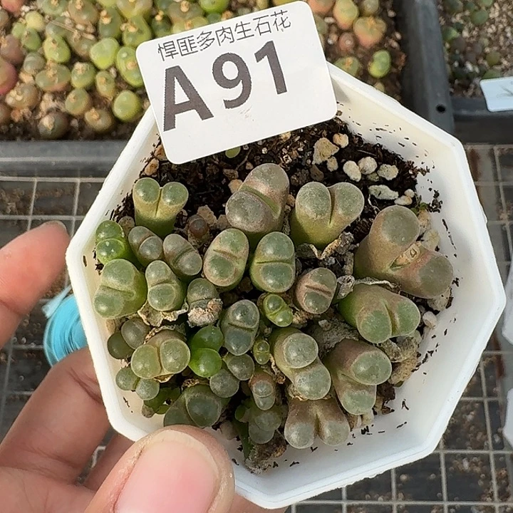 91多肉植物多肉植物