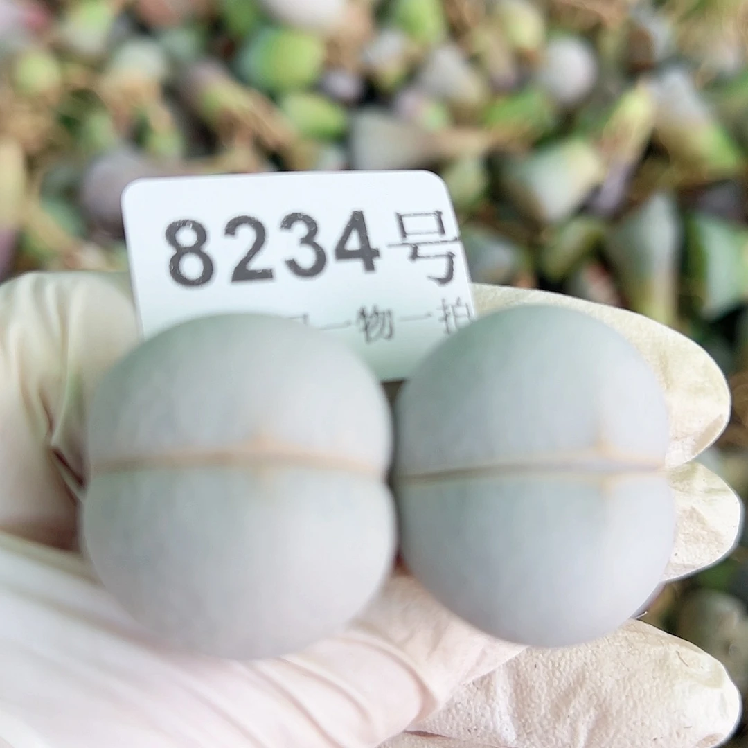 8234四年高尔夫两颗2.6cm