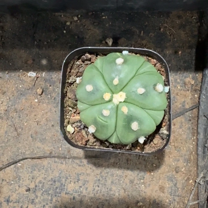 脉***女五瓣兜实生仙人球