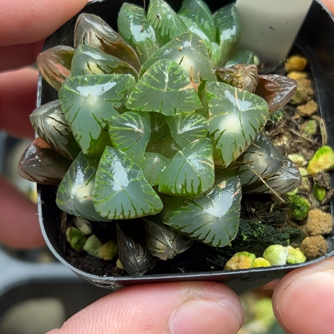 135老川玉露锦一物一拍