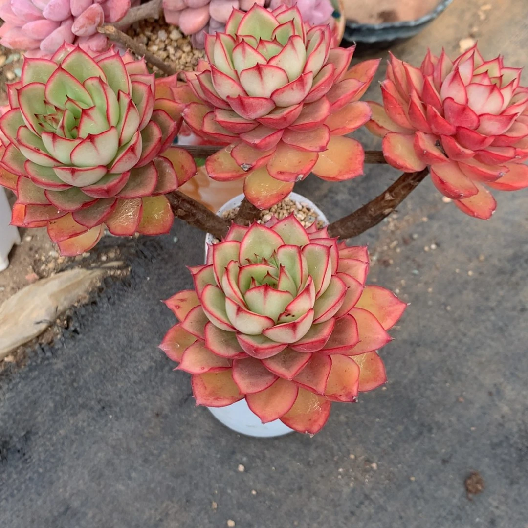 叶*中有一人是她所