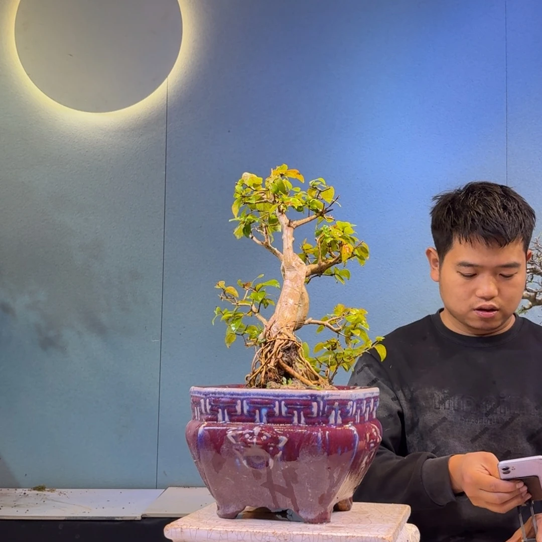 强***无花朵巴西红果一物一拍