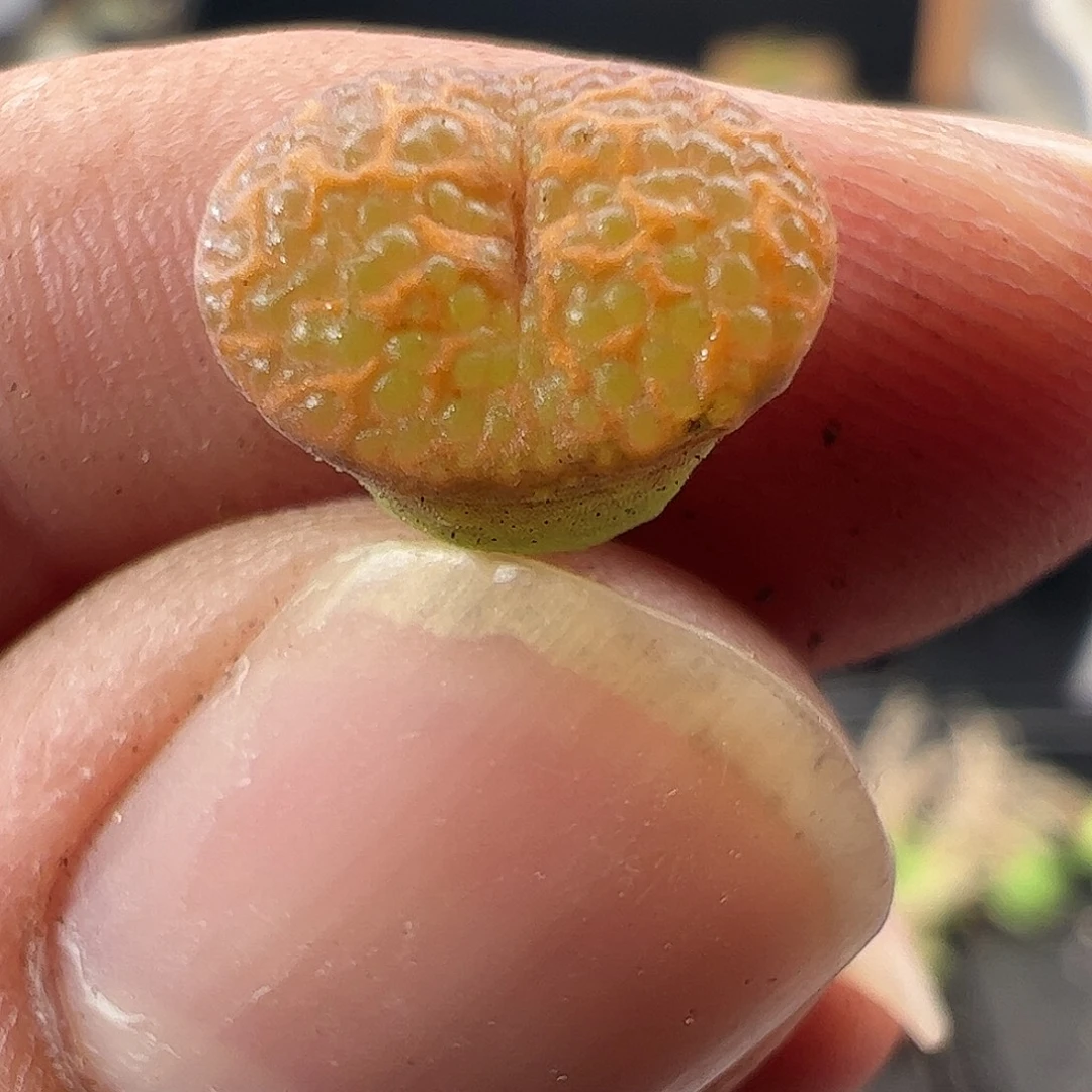 一物一拍K勋鱼子酱440