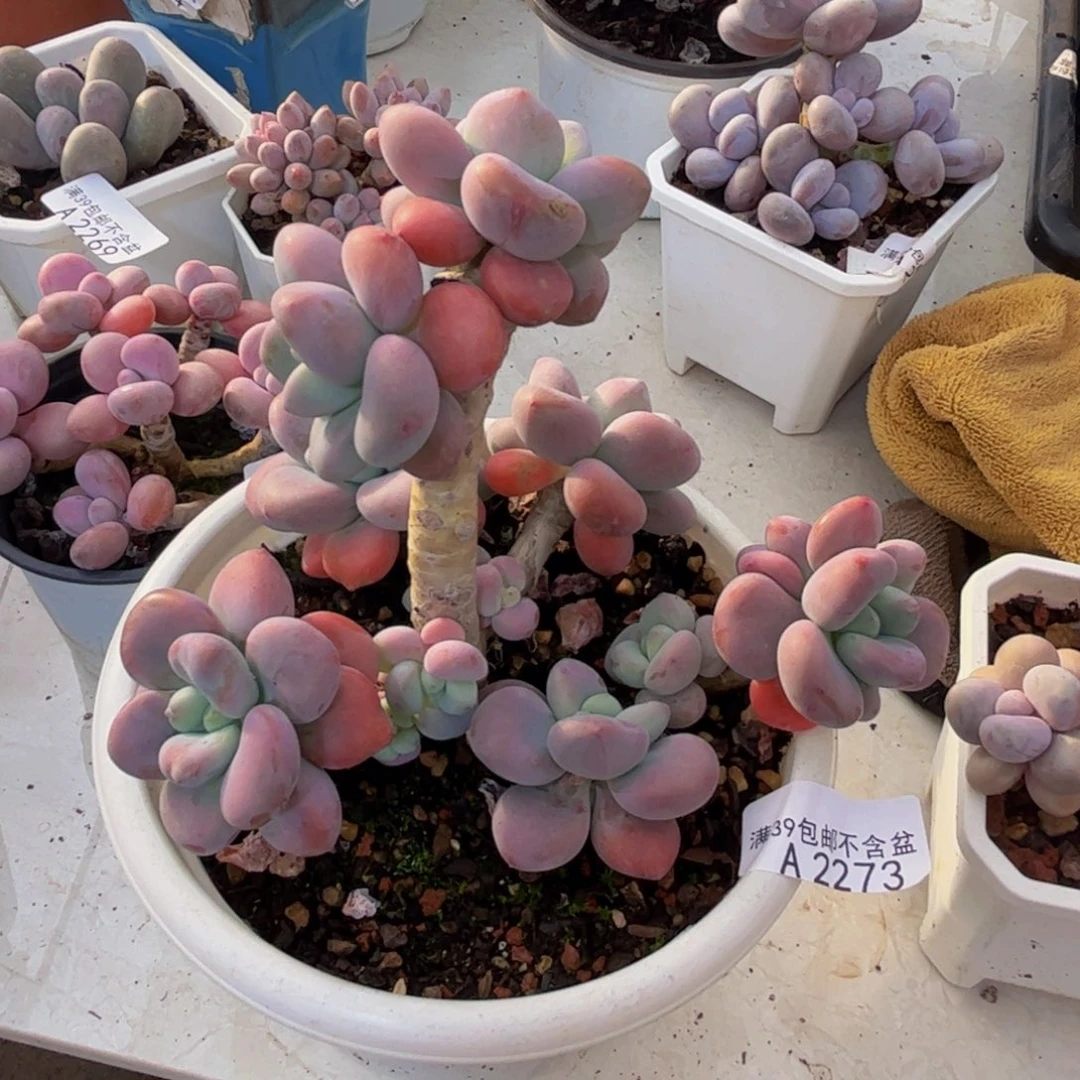 *****2273樱花洛神12cm多肉