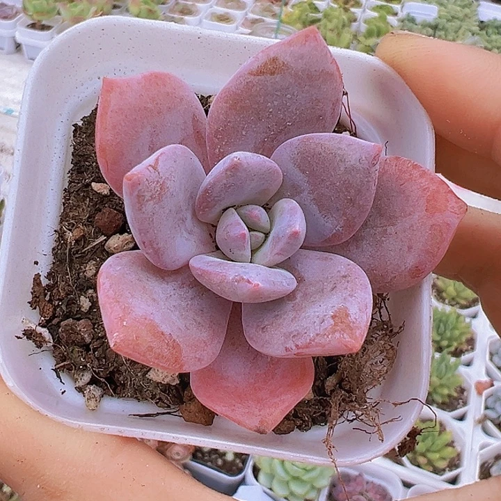 红茶19包邮多肉植物