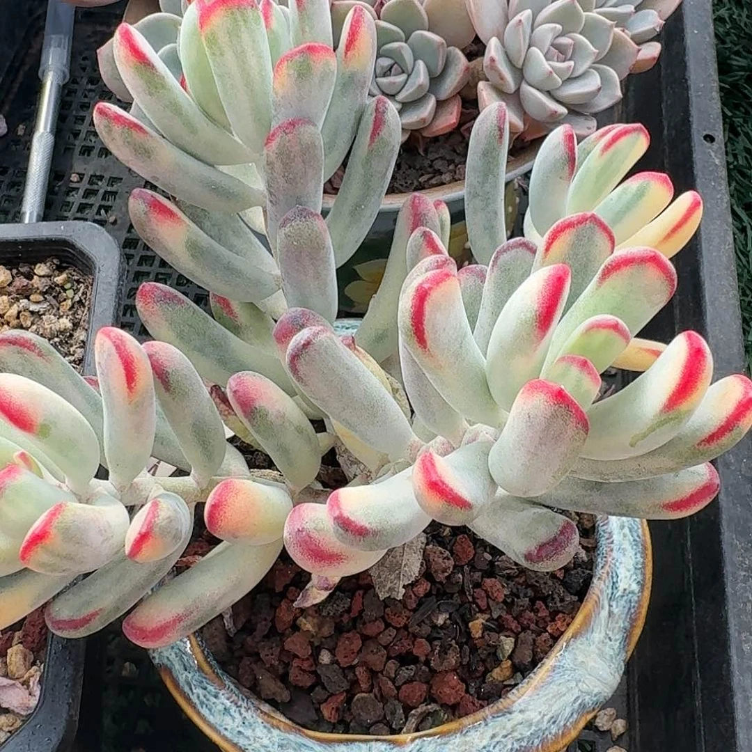 1281一物一拍（满28包邮）