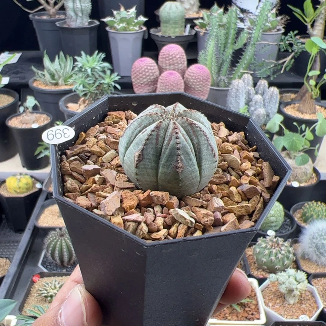 锈斑布纹球3一物一拍带盆发