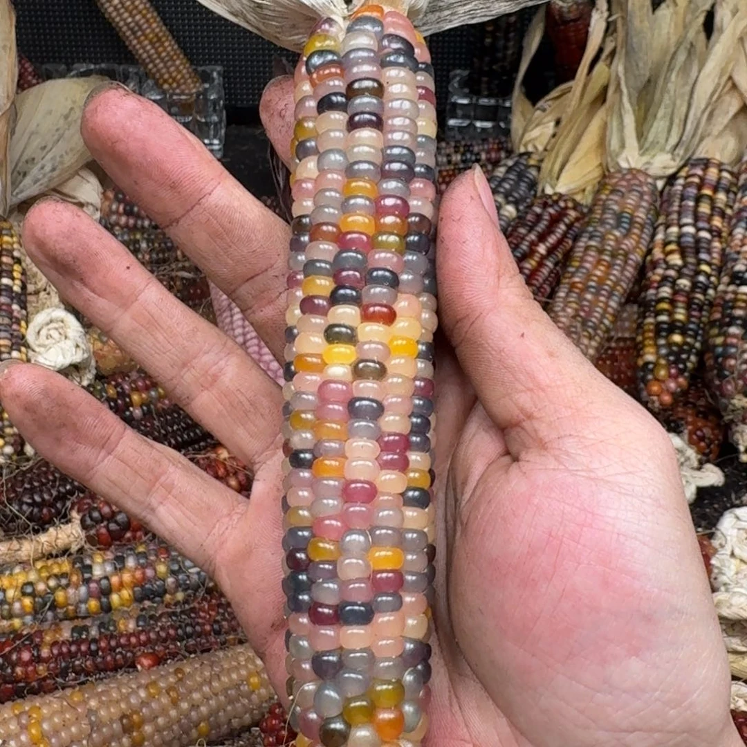 柏香籽/百香籽吊坠番*仔