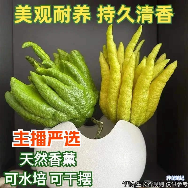 【佛手柑】佛手果新鲜佛手柑黄果闻香清供把玩摆盘现摘现基地直销