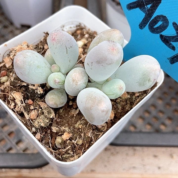 多肉植物米可a 024