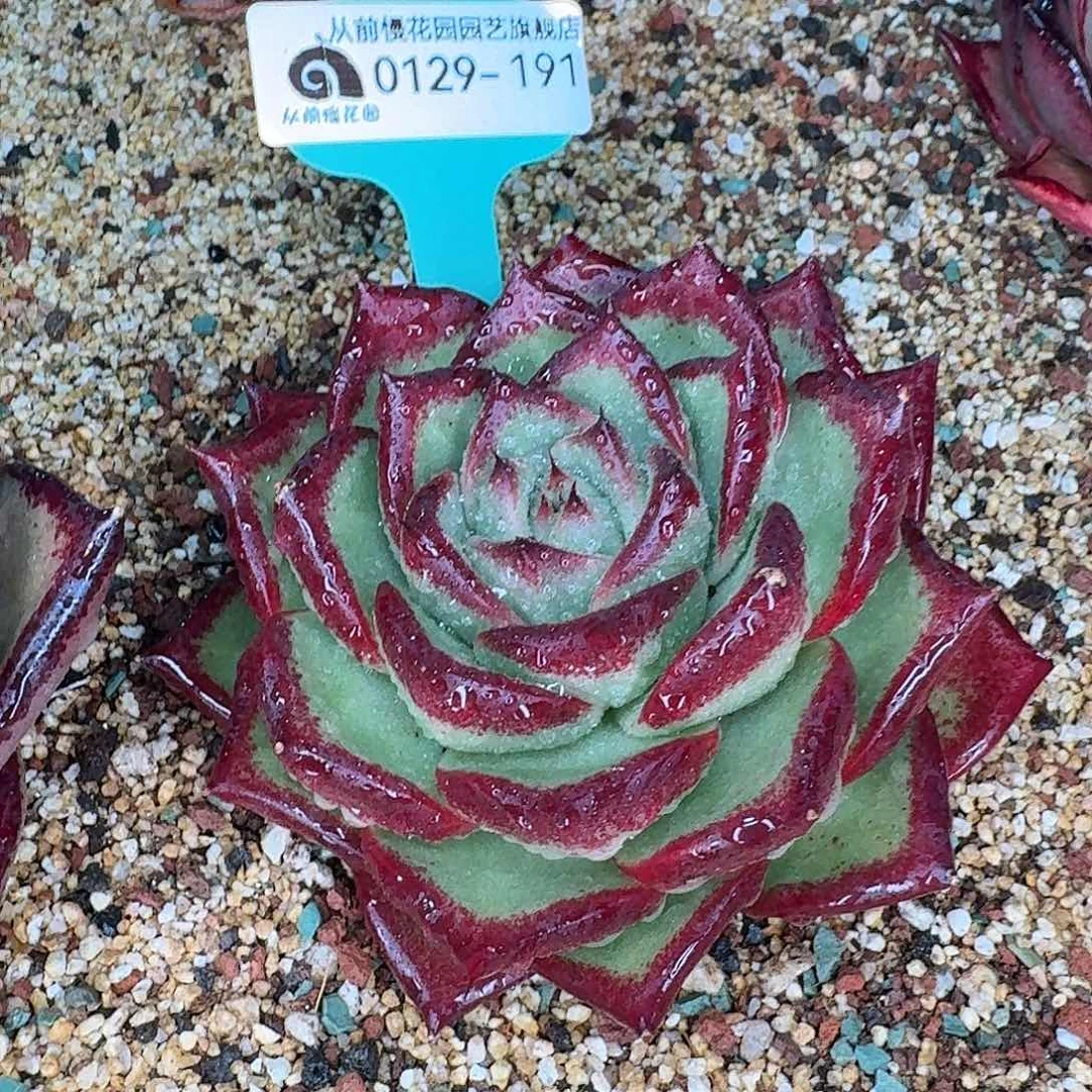 从前慢花园多肉0129-191