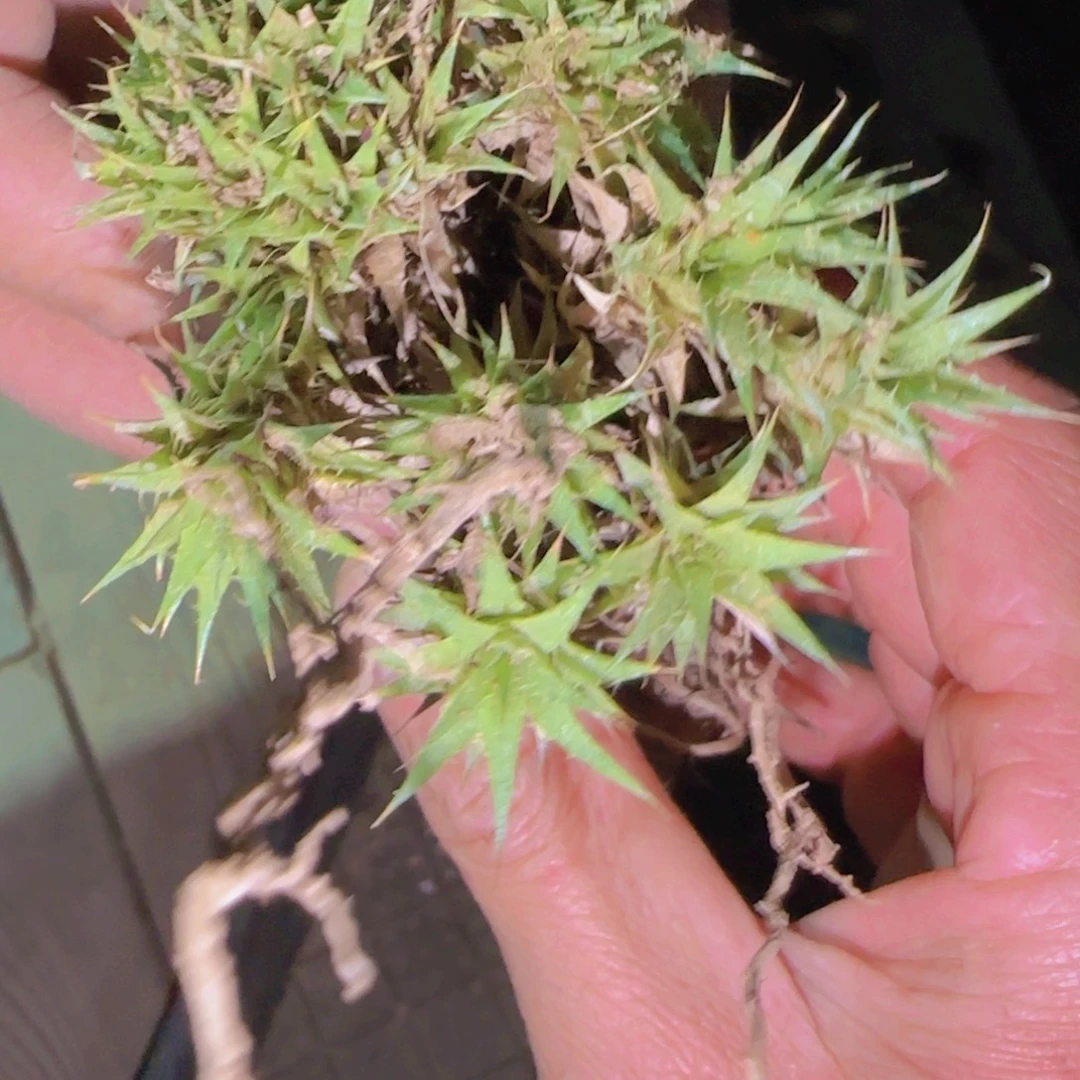 黄***鸭块根植物块根植物