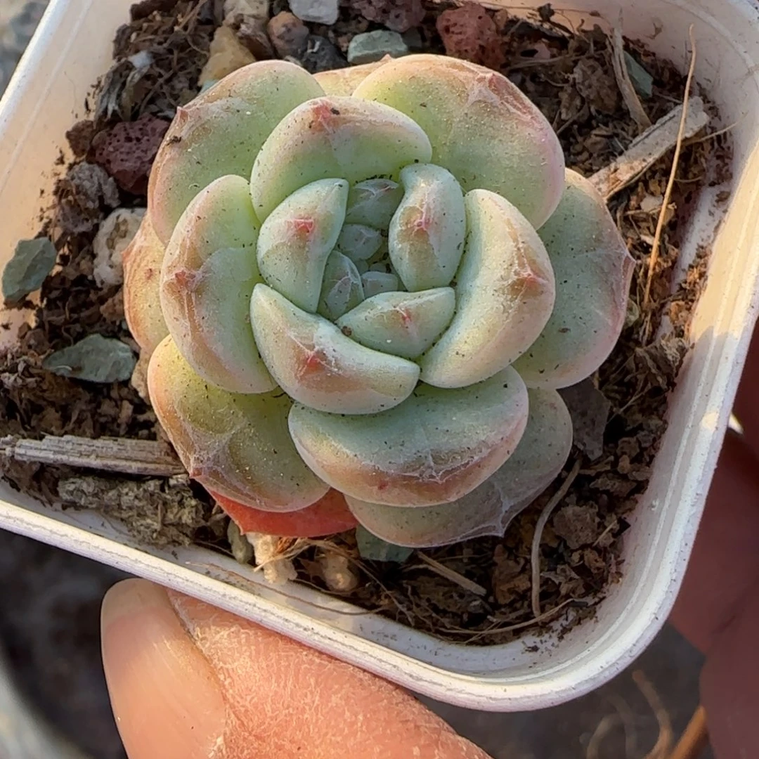 小卡拉米糖心一物一拍