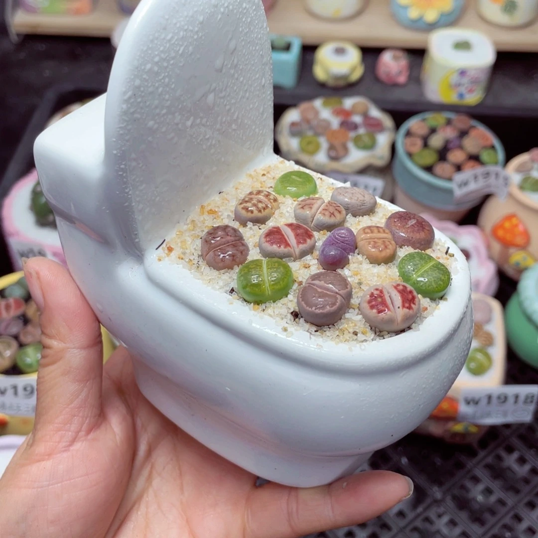 w1927 带盆土发货-零下地区拍保温箱