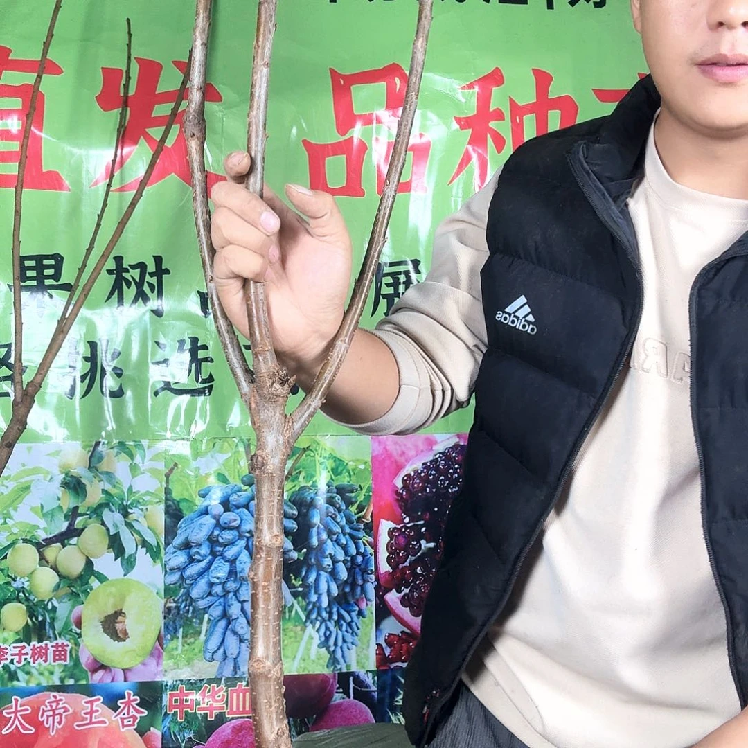 呗***呗一物一拍车厘子素描