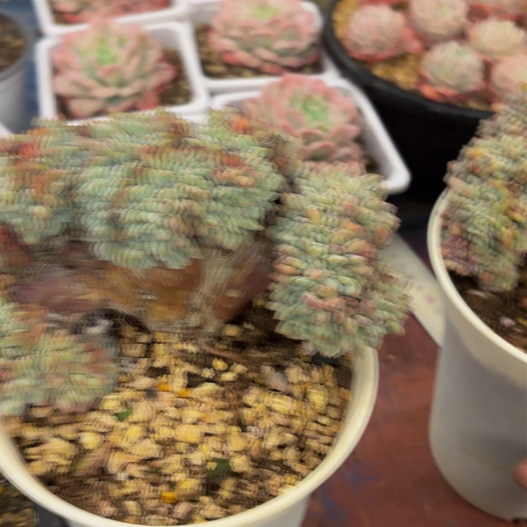 燕***?哈哈哈哈哈哈哈哈哈哈哈