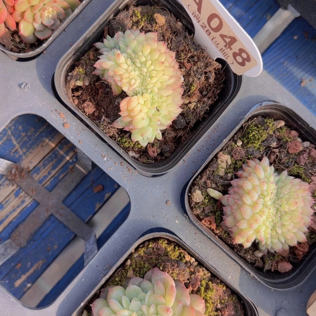 A058甘露缀一物一拍