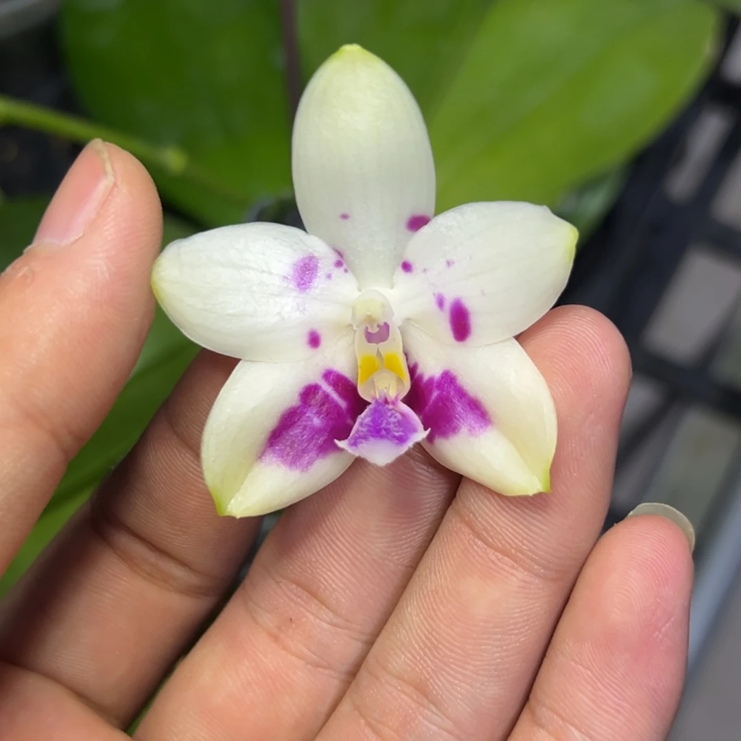 完全开放l380三寸ys1150