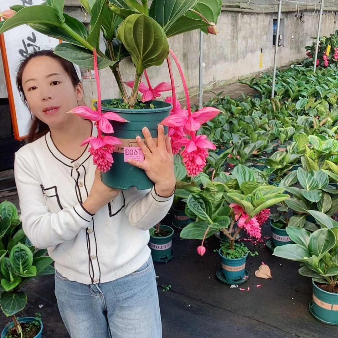 气**王木本花卉603