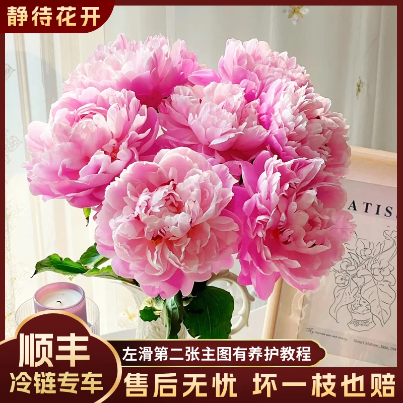 【静待花开】粉凌红花-A级芍药冷链云南鲜花斗南花卉基地顺丰包邮