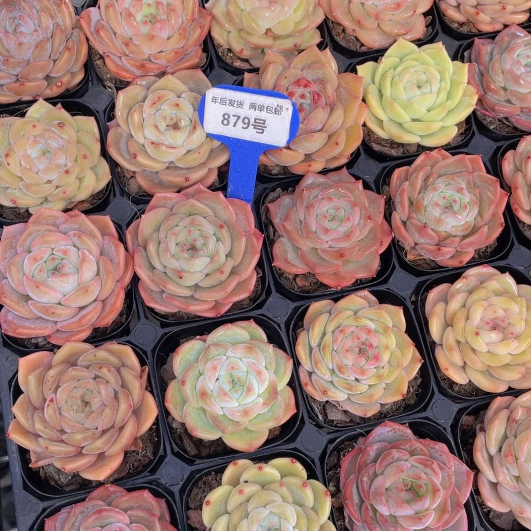 879号新年福利新品美肉组合5个