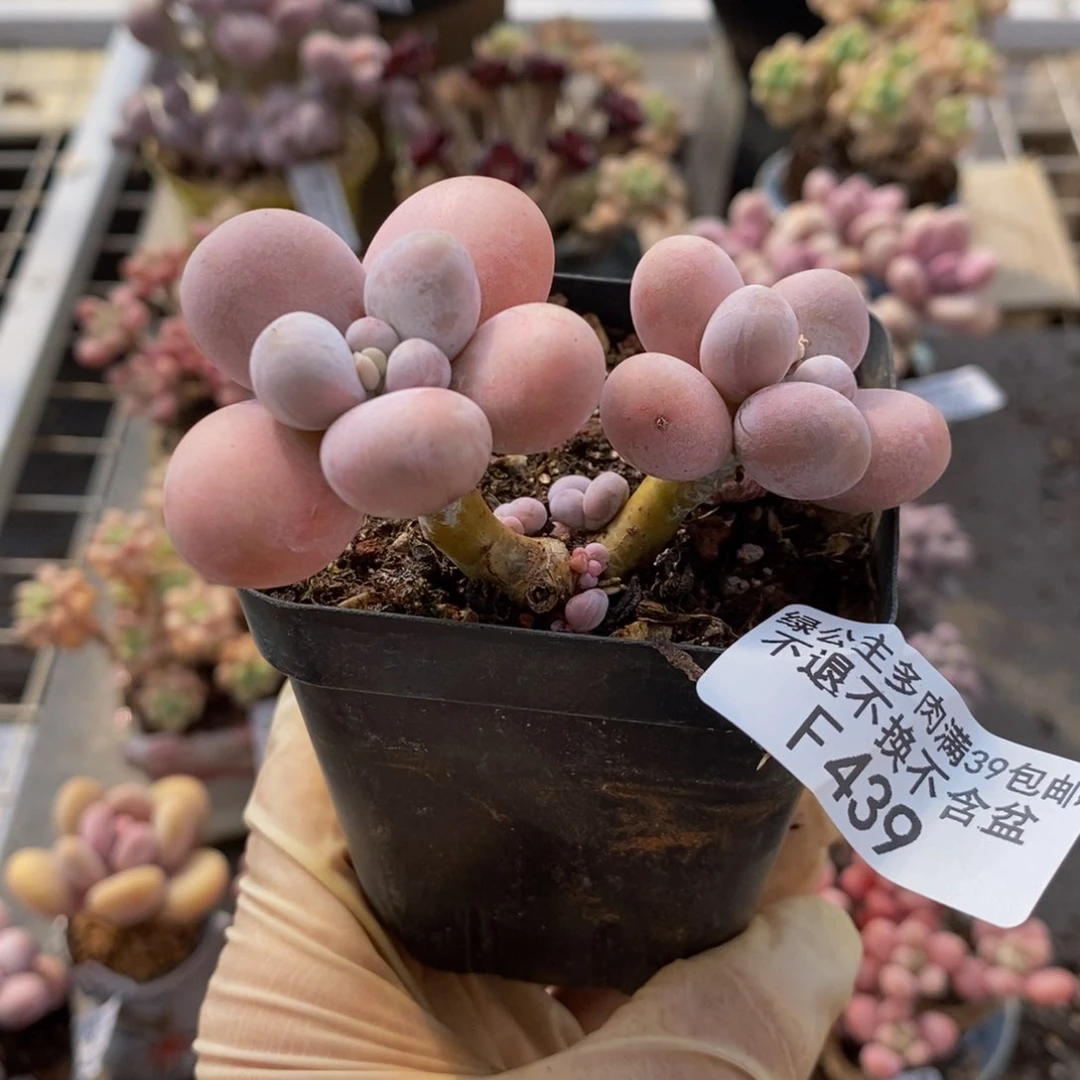 默*橙奶439/7cm多肉