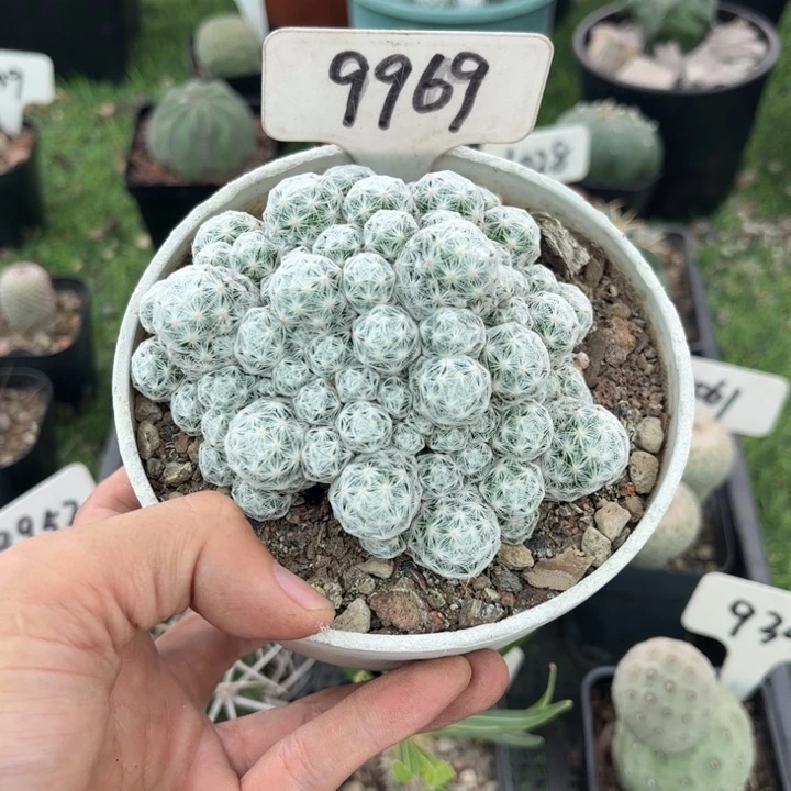 方***娅完全开放9969姬春星群生皮实好养