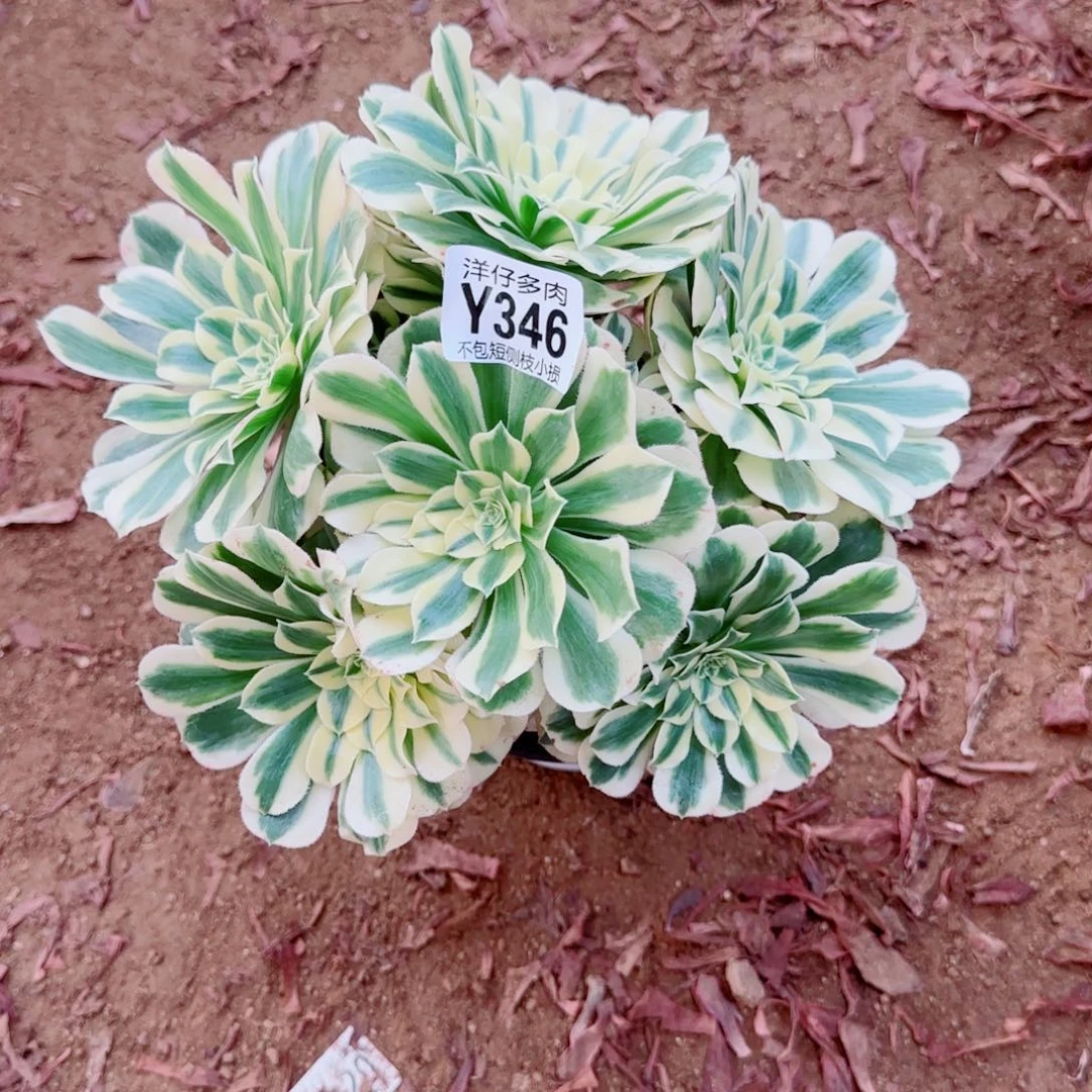 迈巴赫法师346冠幅22