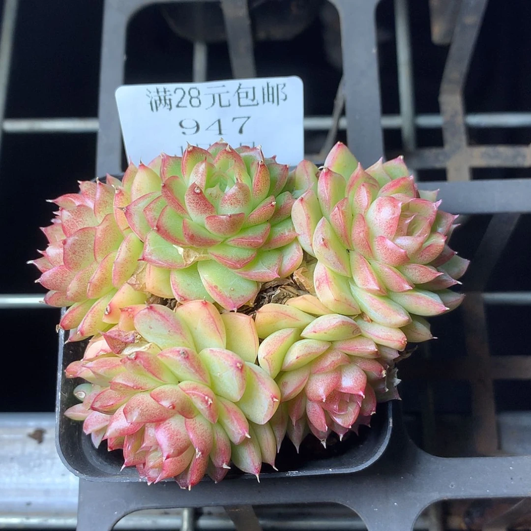 【闪购商品】云947号