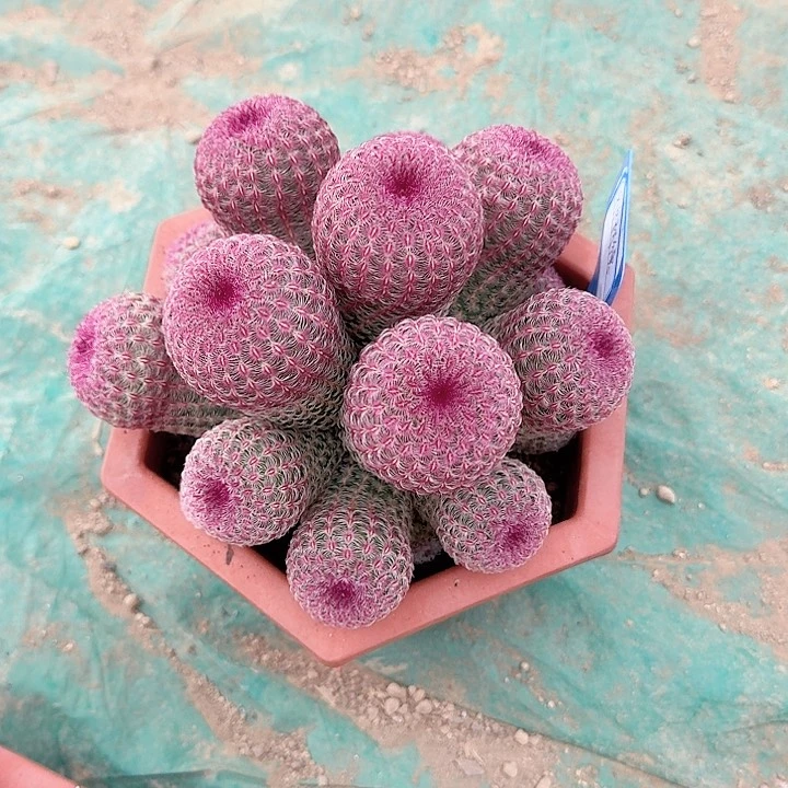 用****德哈哈哈哈哈哈哈哈哈哈