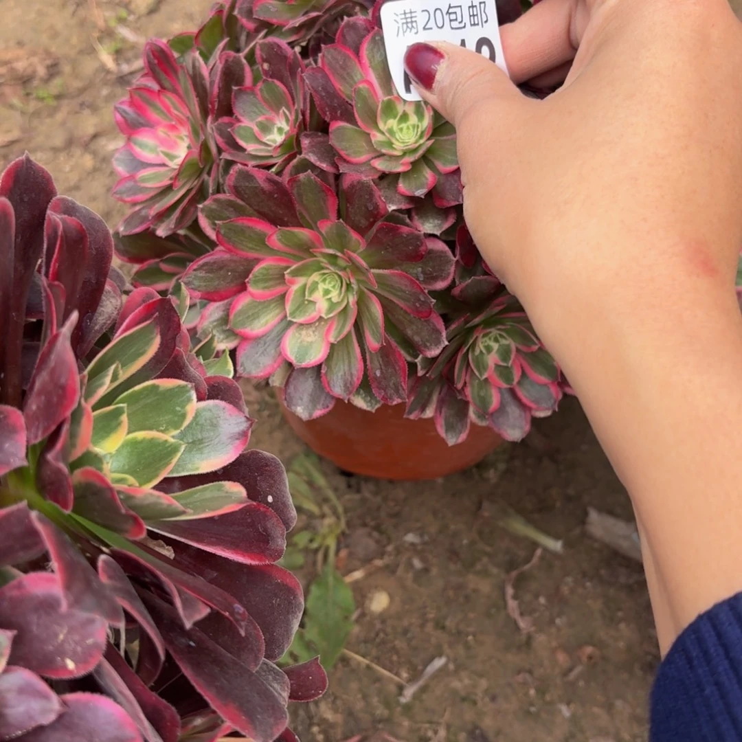 412多肉植物捧花的时候