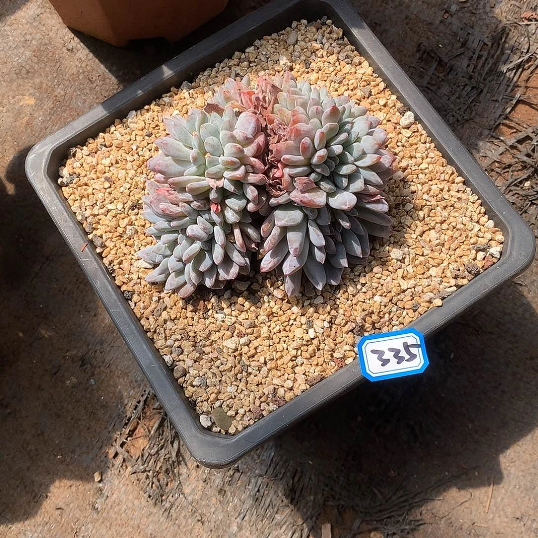 335缀化 一物一拍多肉