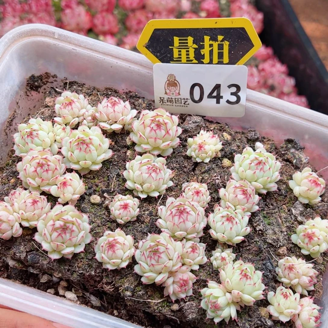 多肉植物多肉植物