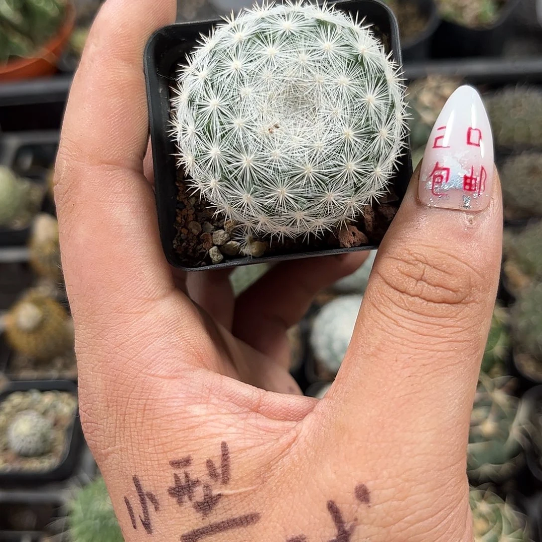 单头实生满月单头发货有根