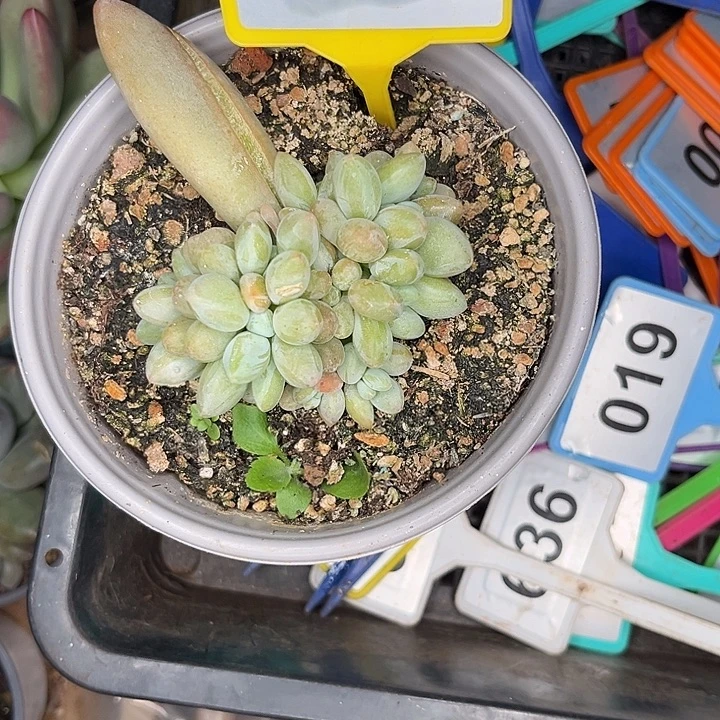 多肉植物白兰地933