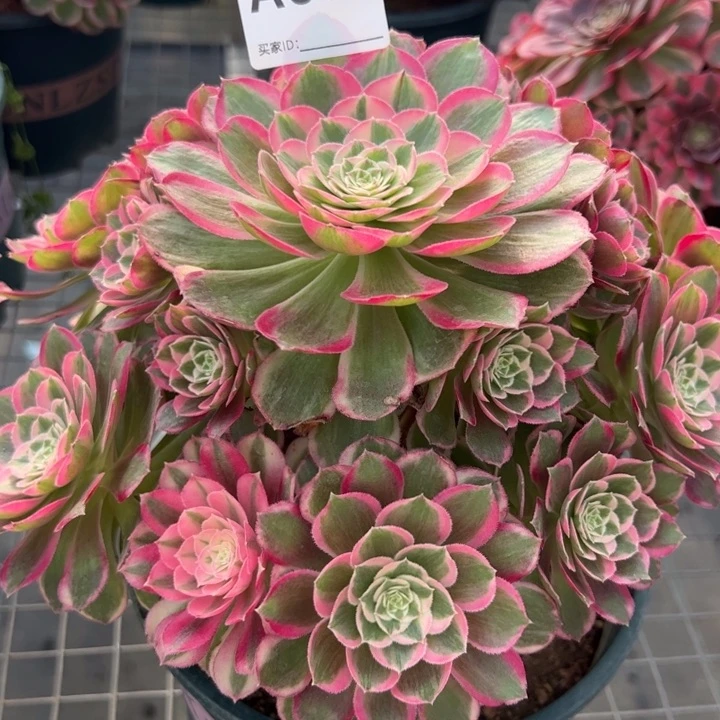 807孔雀翎22厘米左右