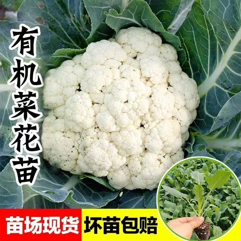 精选花菜种苗带土发货适合农家阳台庭院种植四季可种菜花新鲜菜苗