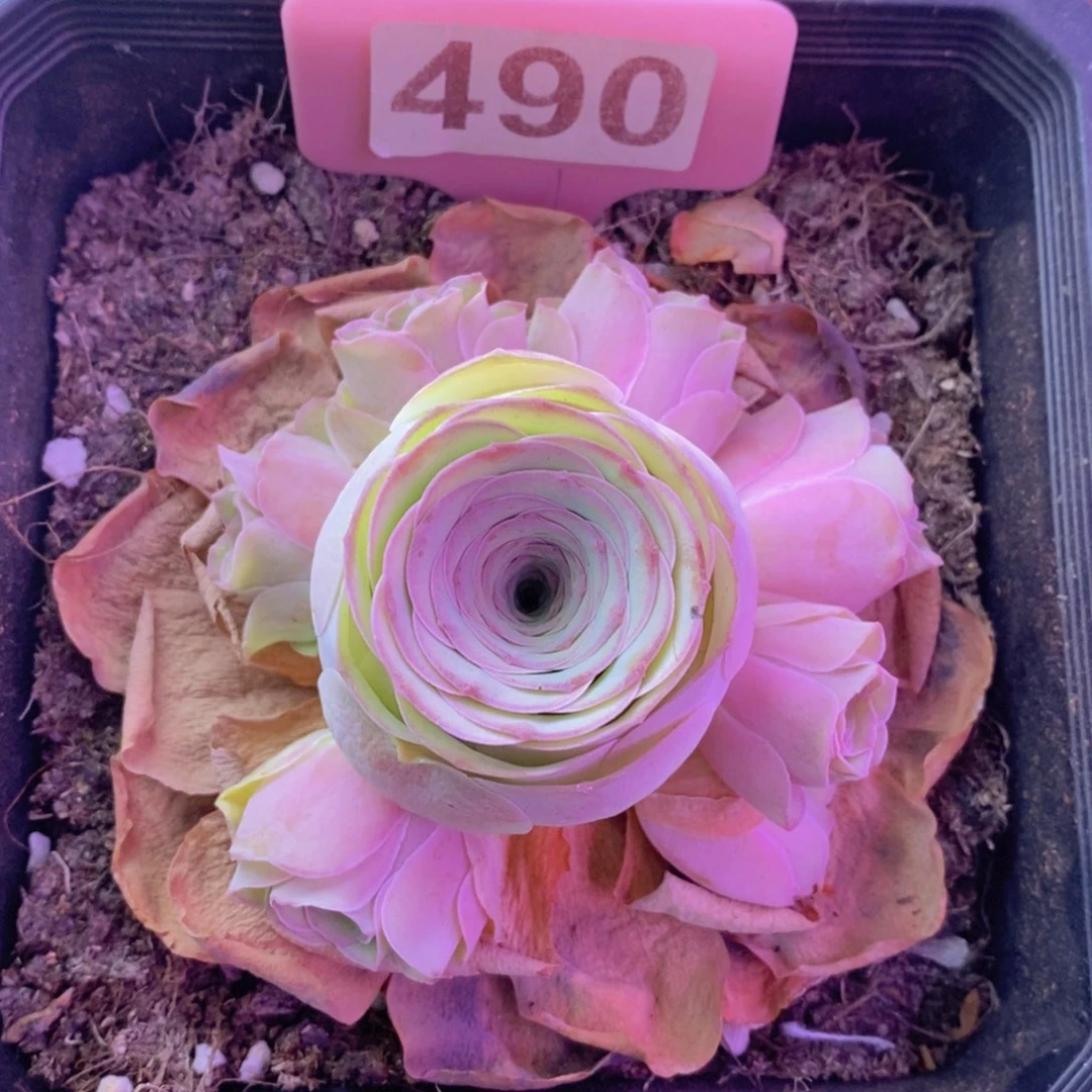 小玉玫瑰一物一拍490