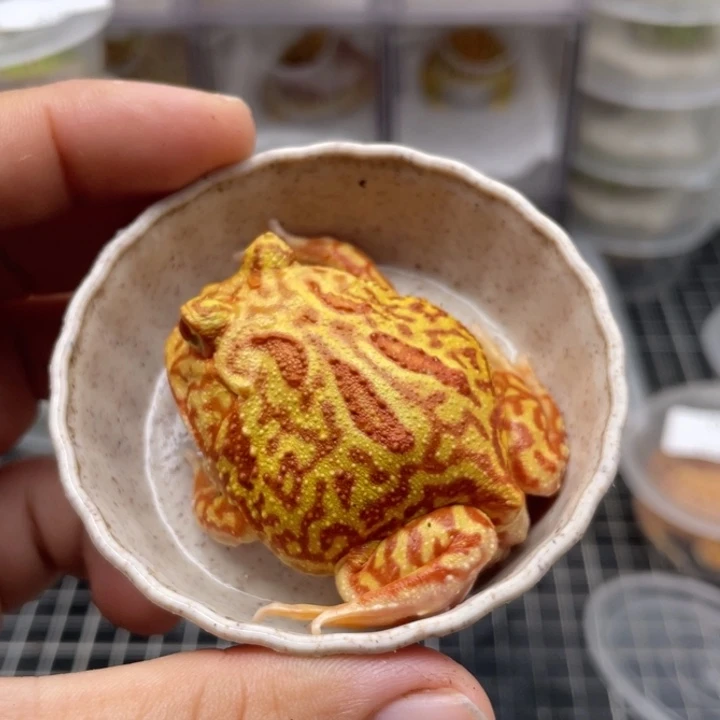 角蛙5厘米多火龙角也088